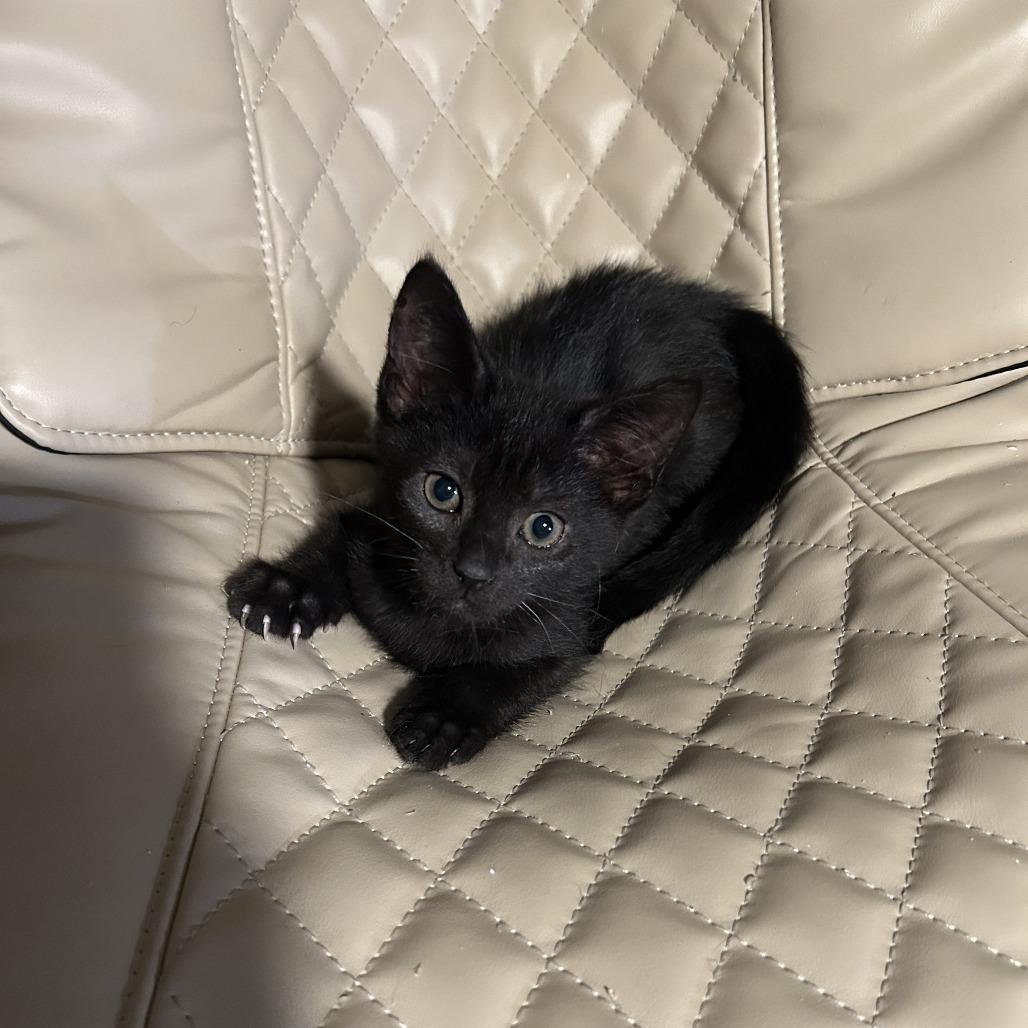 Enlarge Strawberry Pie, a Adoptable Domestic Short Hair in Lake Panasoffkee, FL image 1/3