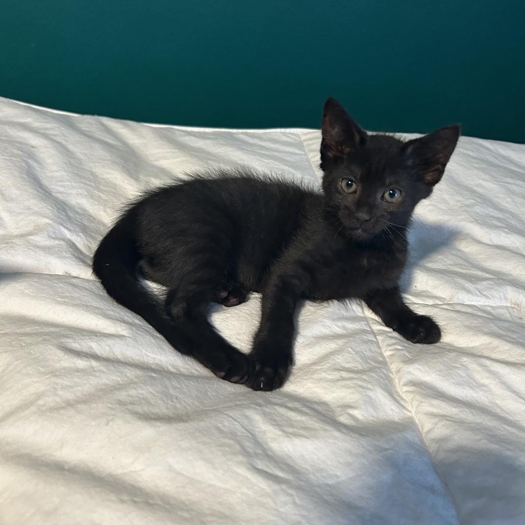 Enlarge Strawberry Pie, a Adoptable Domestic Short Hair in Lake Panasoffkee, FL image 3/3