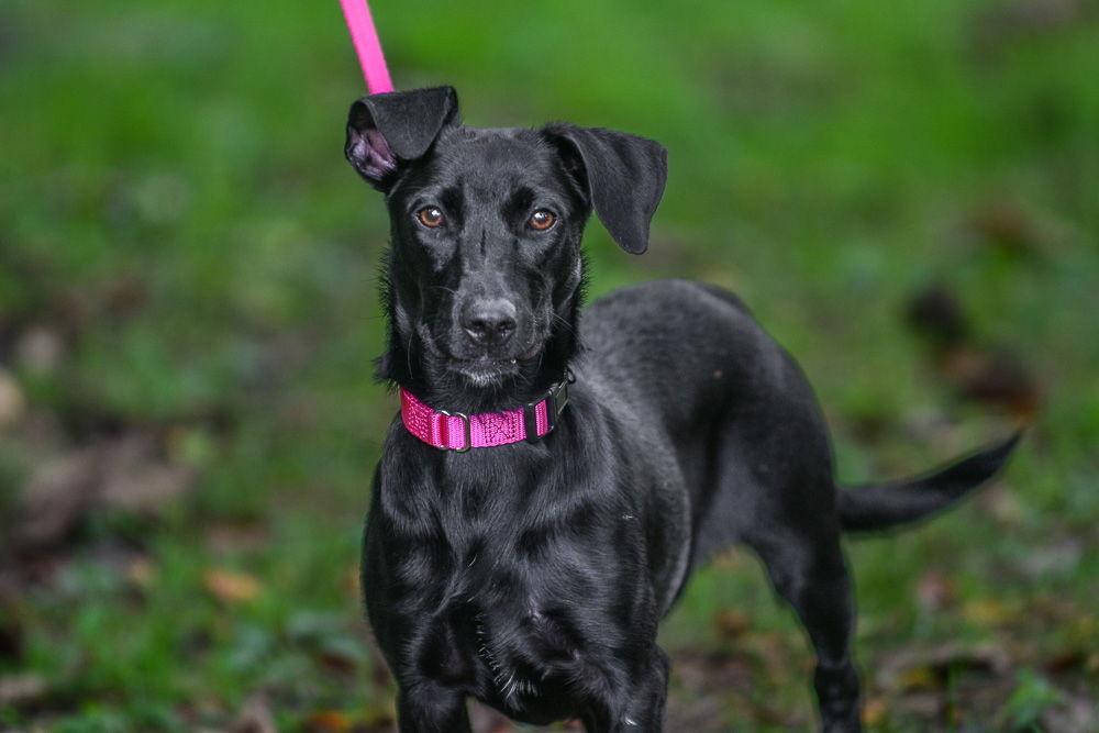 Lily, Adoptable, Young Female Labrador Retriever.