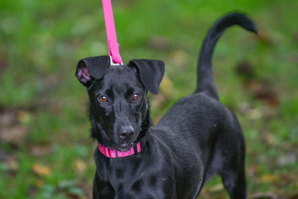 Enlarge Lily, a Adoptable Labrador Retriever in Brick, NJ image 2/3