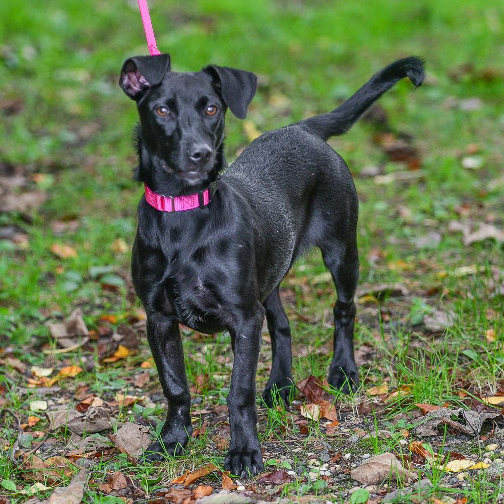 Enlarge Lily, a Adoptable Labrador Retriever in Brick, NJ image 3/3