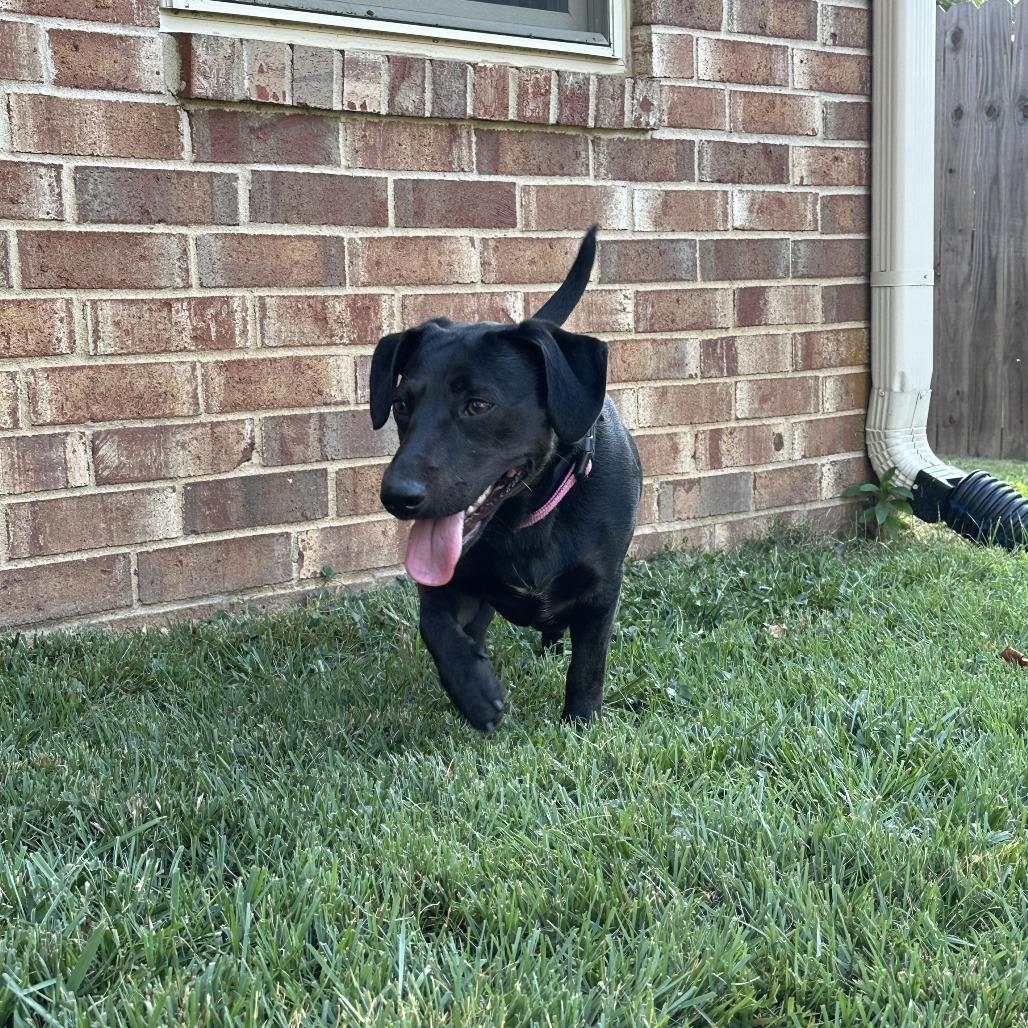 Motorola, a Adoptable mixed breed in Fayetteville, AR image 2/6