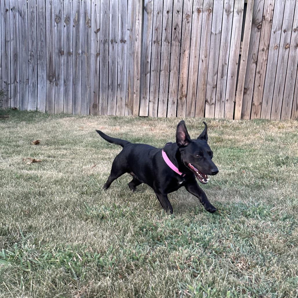 Motorola, a Adoptable mixed breed in Fayetteville, AR image 3/6