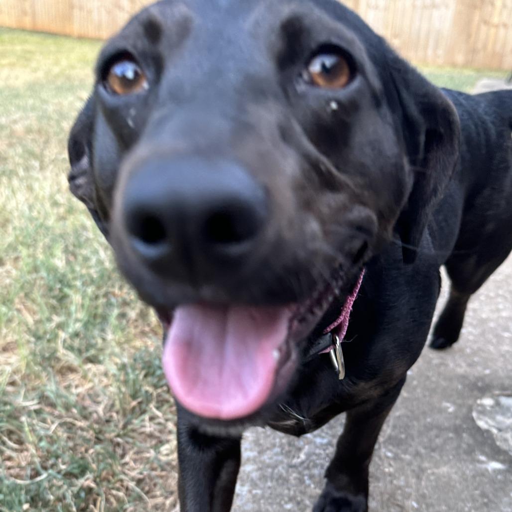 Motorola, a Adoptable mixed breed in Fayetteville, AR image 4/6
