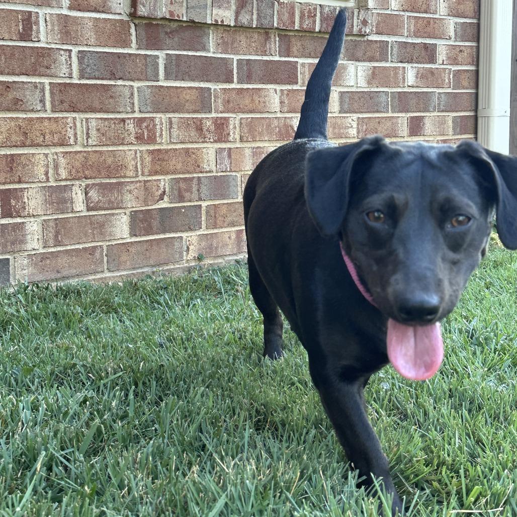 Motorola, a Adoptable mixed breed in Fayetteville, AR image 5/6