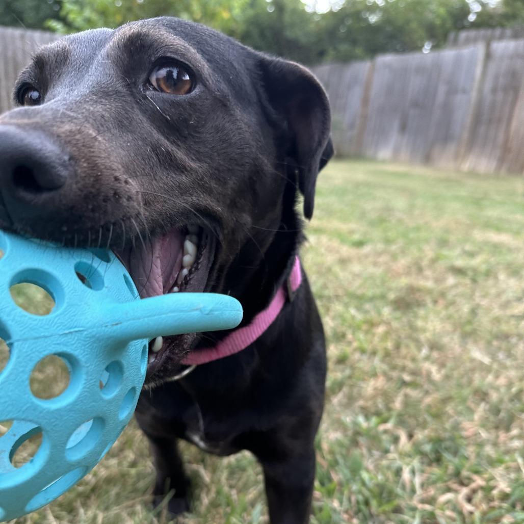 Motorola, a Adoptable mixed breed in Fayetteville, AR image 6/6