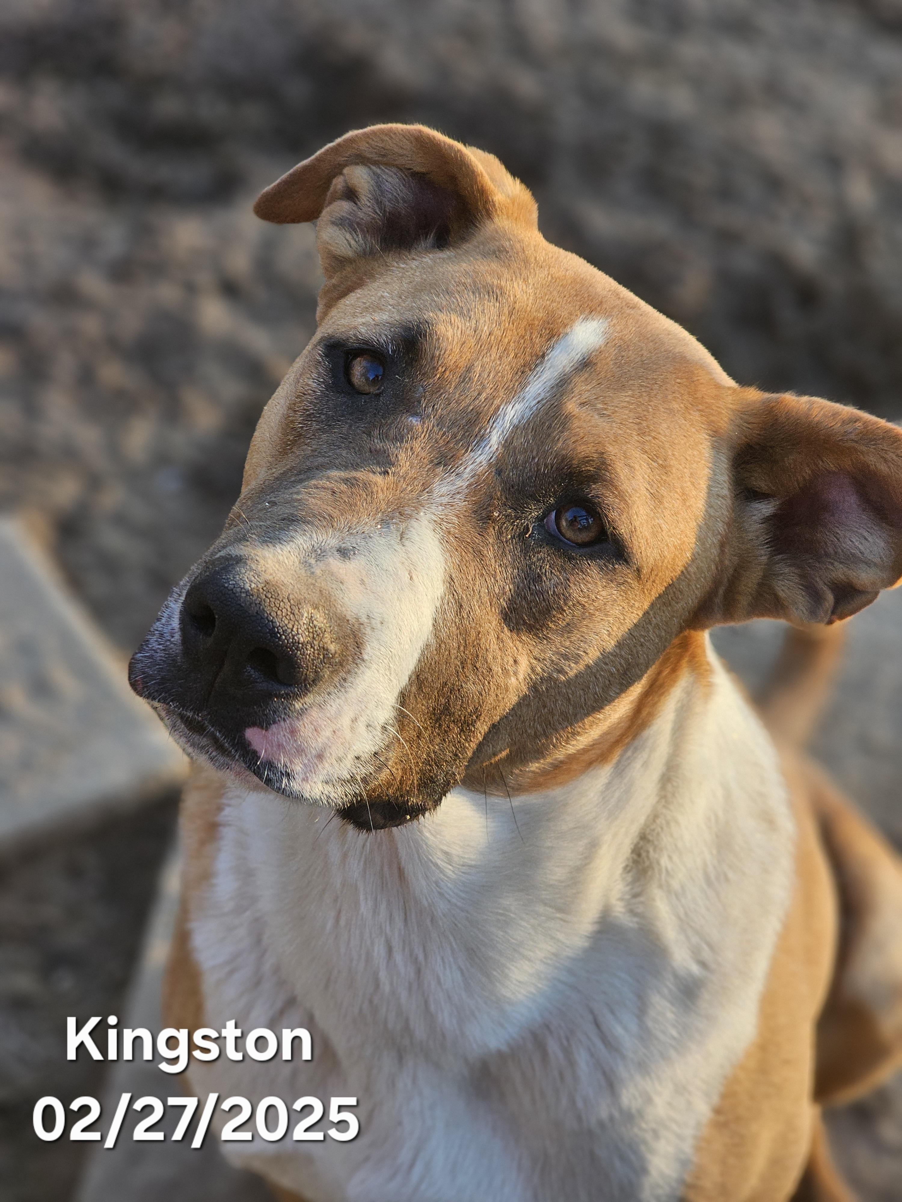 Kingston in MA