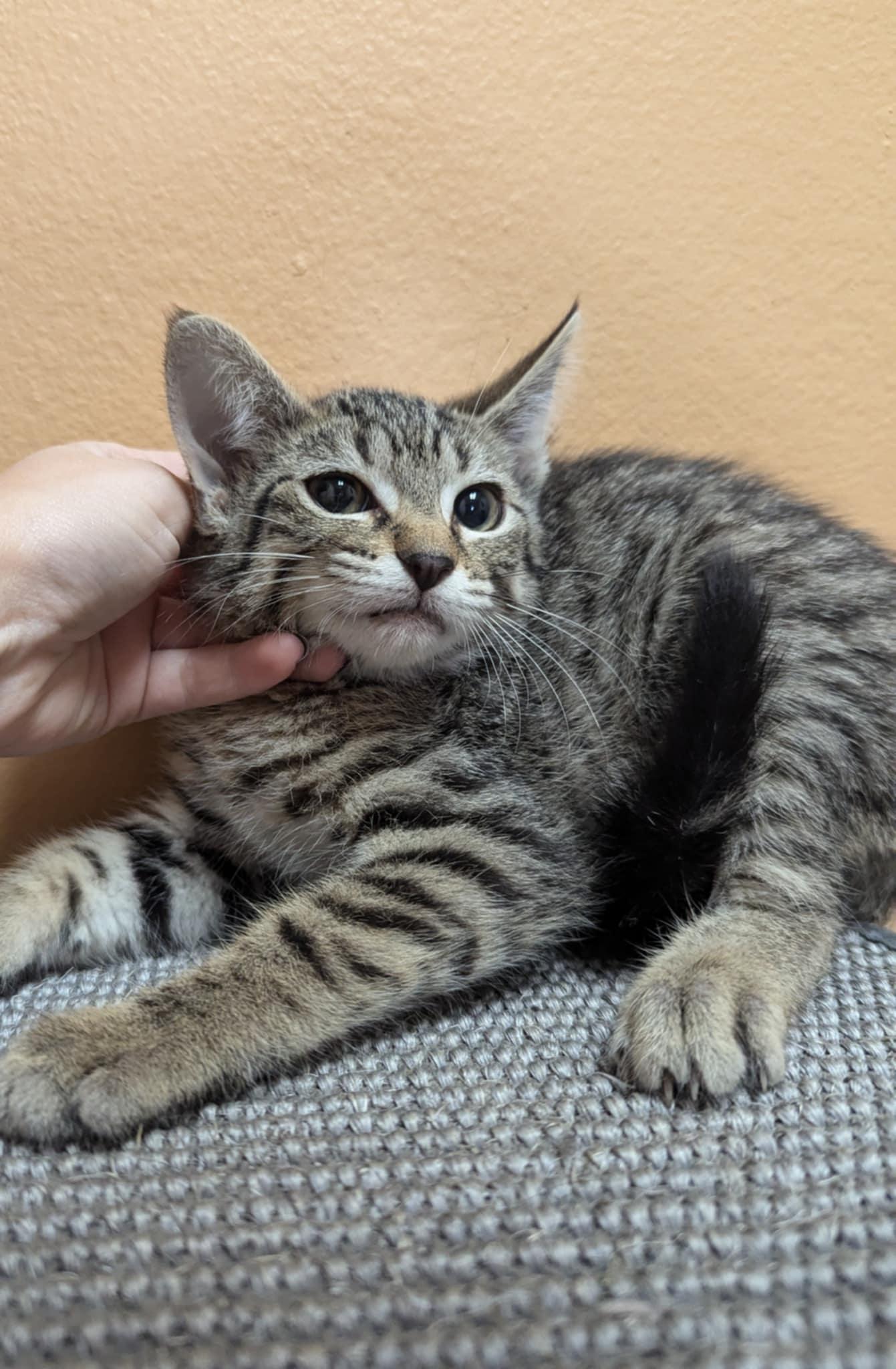Allen Wrench, an adoptable Domestic Short Hair in Oconto, WI, 54153 | Photo Image 2