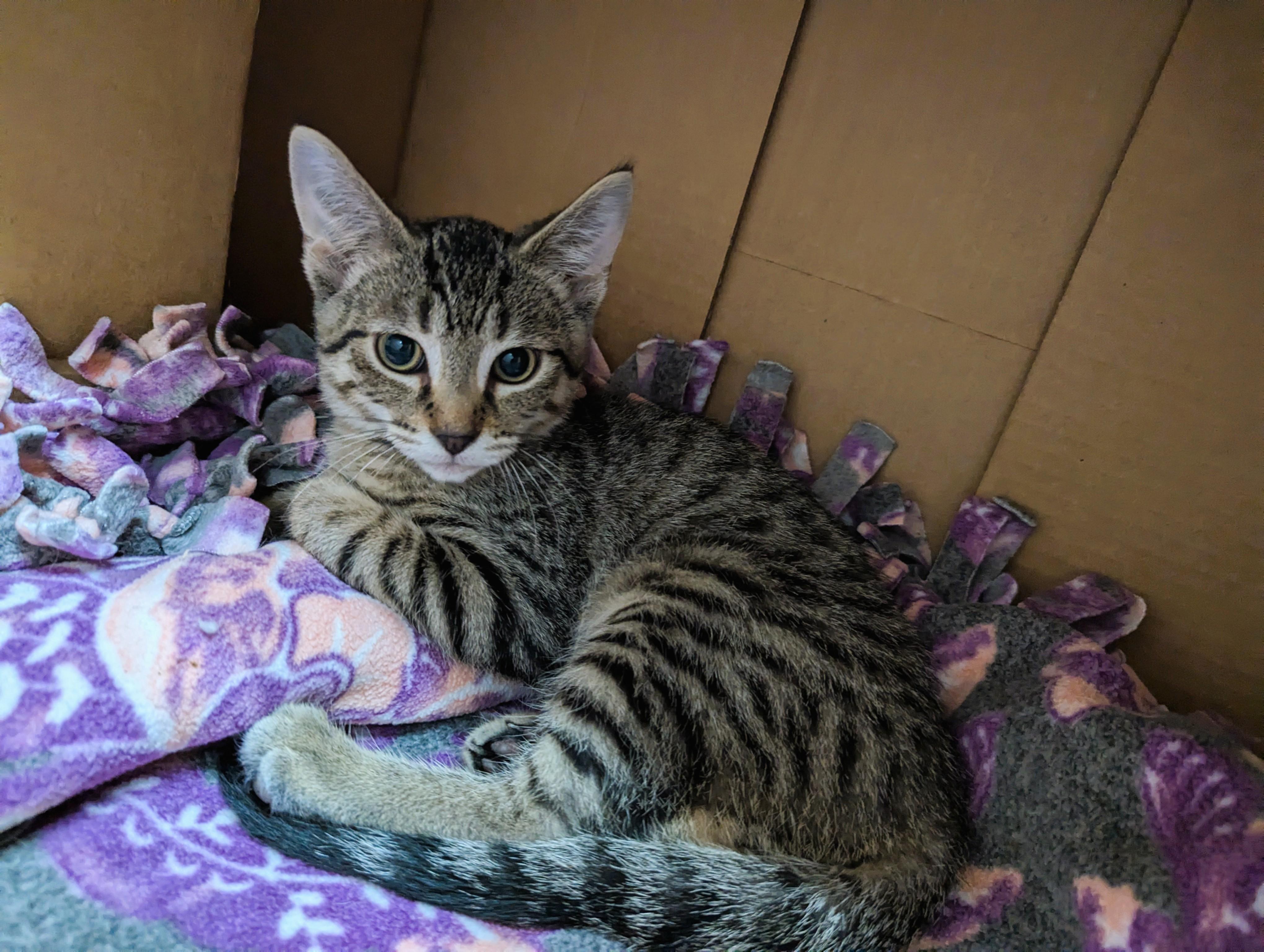 Allen Wrench, an adoptable Domestic Short Hair in Oconto, WI, 54153 | Photo Image 3