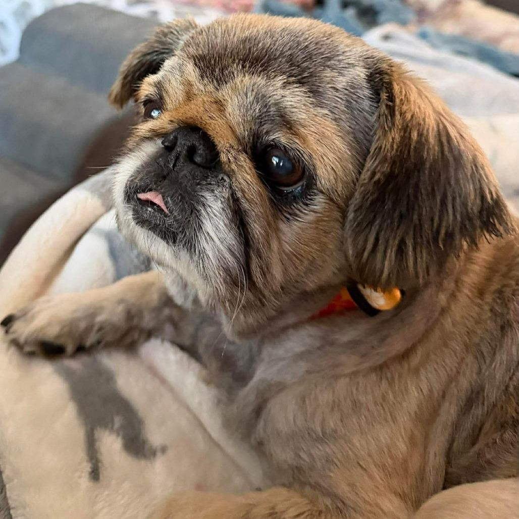 Enlarge Princess Bella, a Adoptable Pekingese in Houston, TX image 1/6