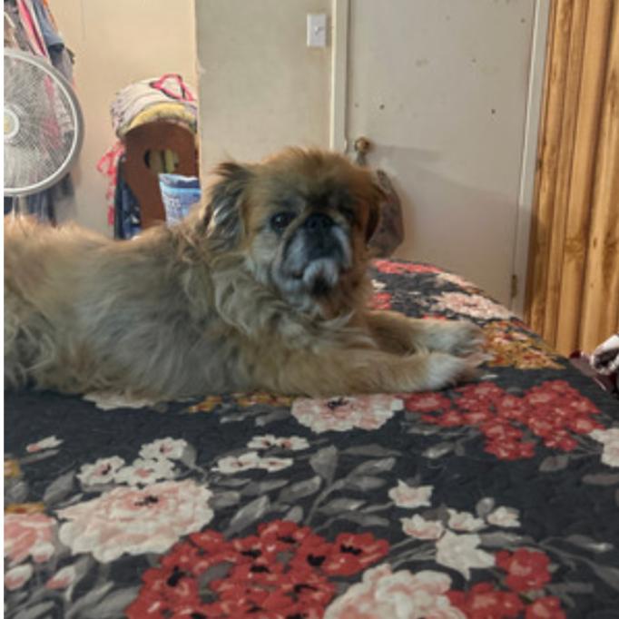 Enlarge Princess Bella, a Adoptable Pekingese in Houston, TX image 2/6