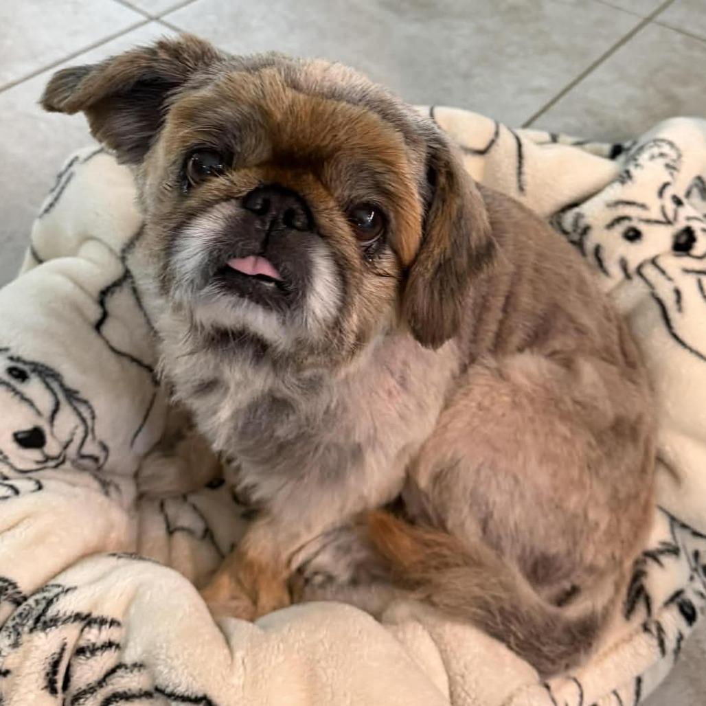 Enlarge Princess Bella, a Adoptable Pekingese in Houston, TX image 3/6