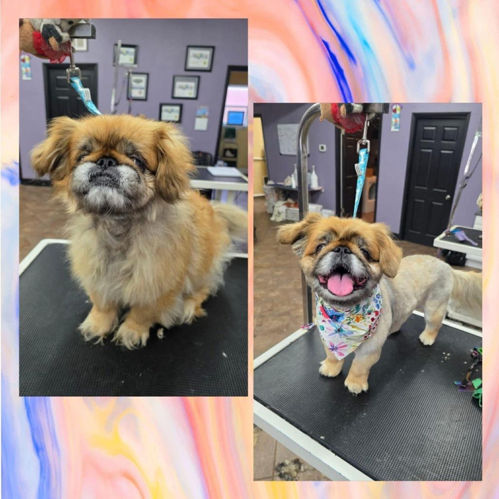 Enlarge Princess Bella, a Adoptable Pekingese in Houston, TX image 4/6