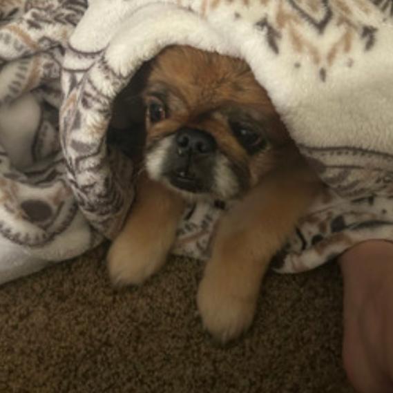 Enlarge Princess Bella, a Adoptable Pekingese in Houston, TX image 5/6