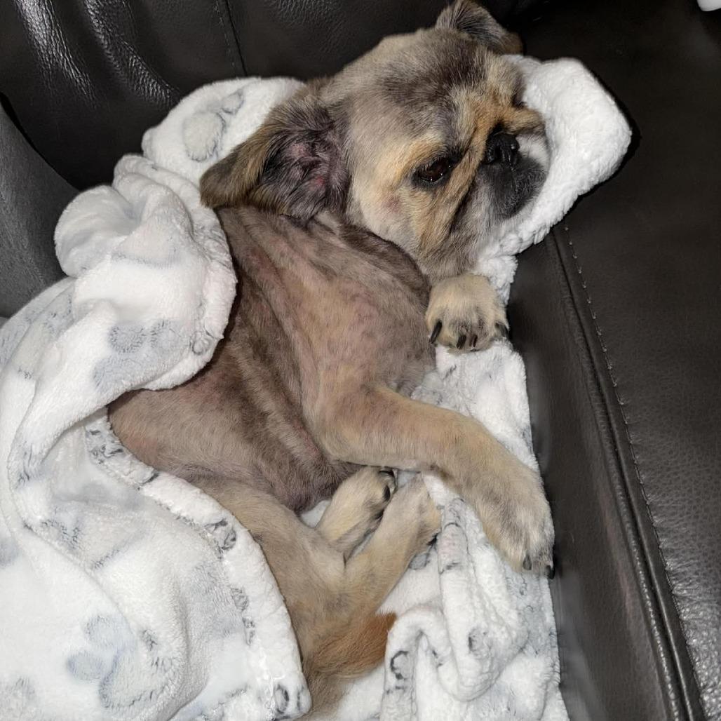 Enlarge Princess Bella, a Adoptable Pekingese in Houston, TX image 6/6