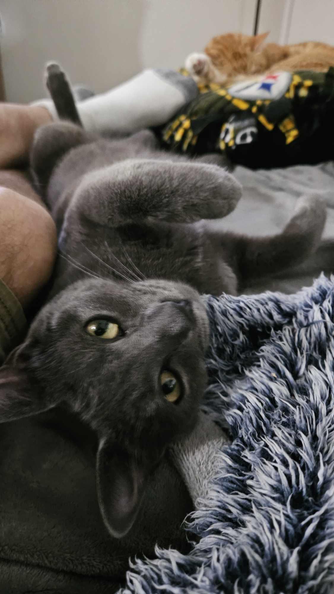 Enlarge Dusty, a Adoptable Domestic Short Hair in Longview, TX image 3/6