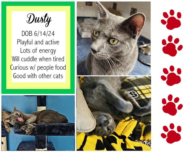 Enlarge Dusty, a Adoptable Domestic Short Hair in Longview, TX image 1/6