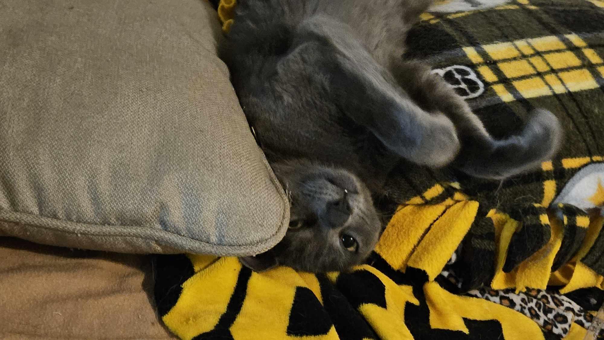 Enlarge Dusty, a Adoptable Domestic Short Hair in Longview, TX image 5/6