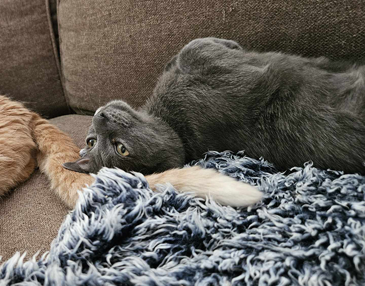 Enlarge Dusty, a Adoptable Domestic Short Hair in Longview, TX image 4/6