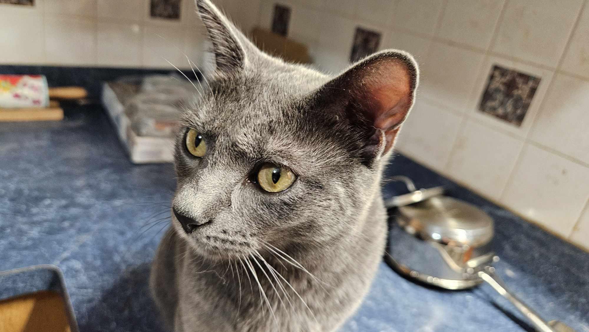 Dusty photo 4