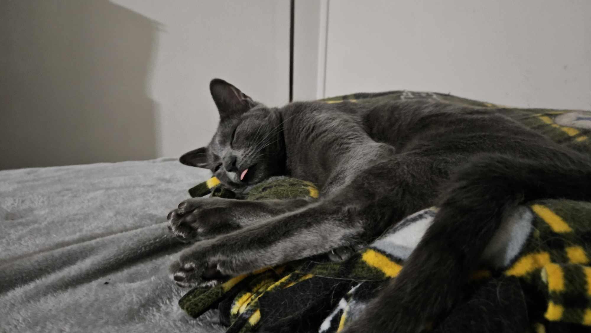 Enlarge Dusty, a Adoptable Domestic Short Hair in Longview, TX image 6/6