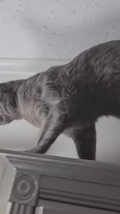 Enlarge Dusty, a Adoptable Domestic Short Hair in Longview, TX video 2/6