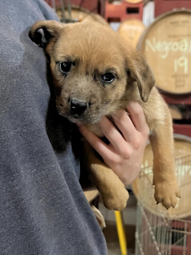 Enlarge Crackerjack, a Adopted mixed breed in Wildomar, CA image 1/1