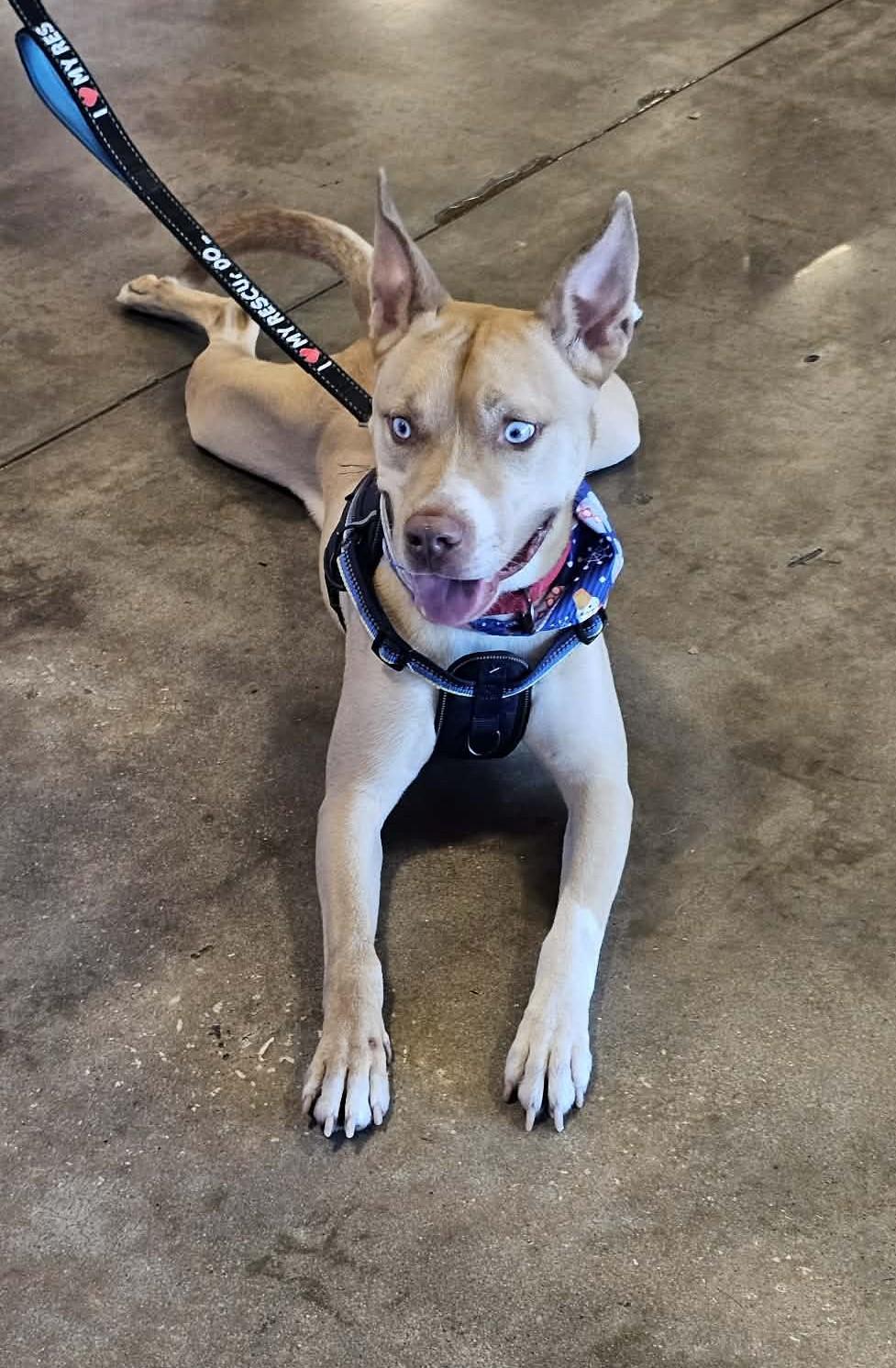 Enlarge MOOSE - Needs a Foster or Adopter, a Adoptable mixed breed in Largo, FL image 2/5