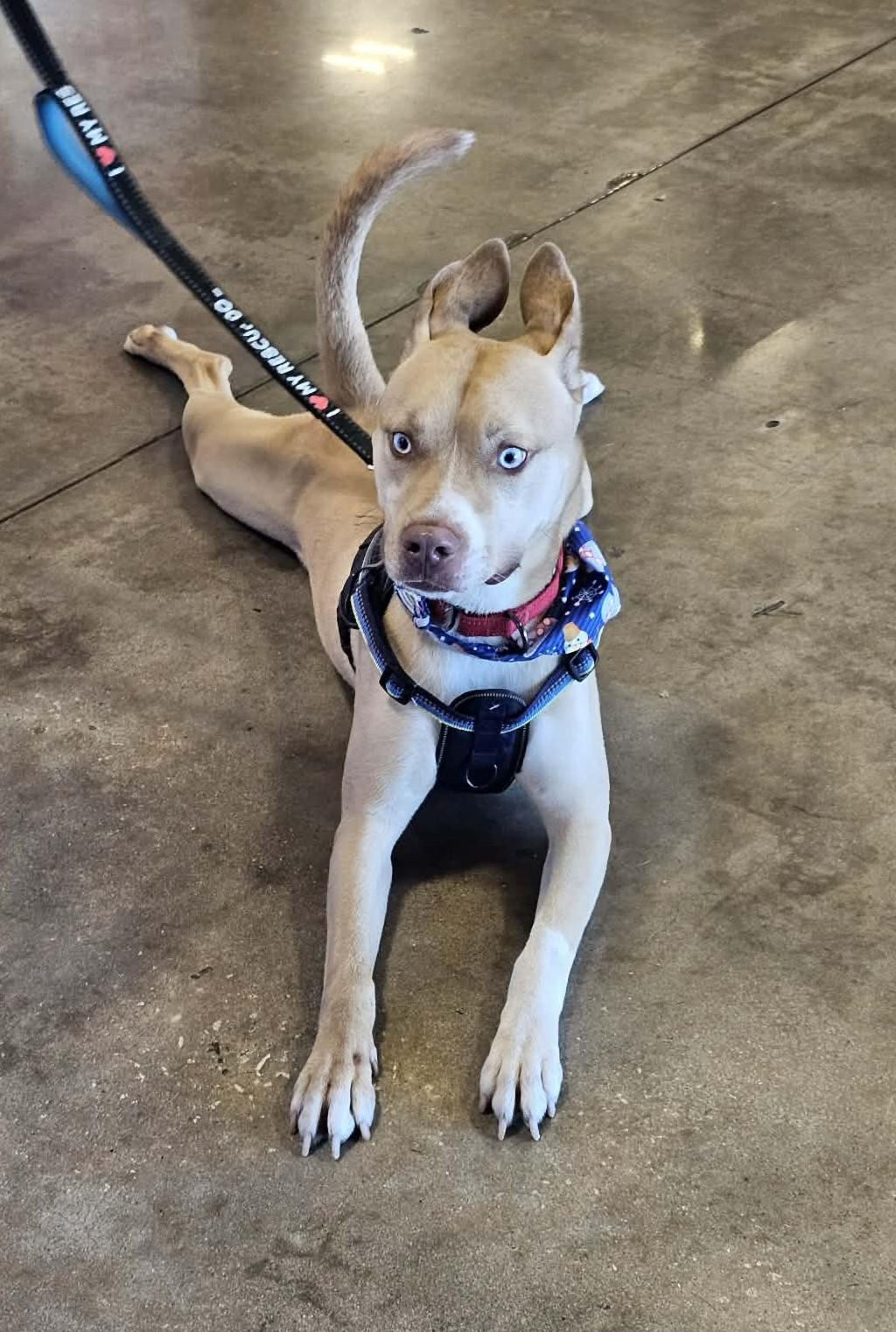 Enlarge MOOSE - Needs a Foster or Adopter, a Adoptable mixed breed in Largo, FL image 5/5