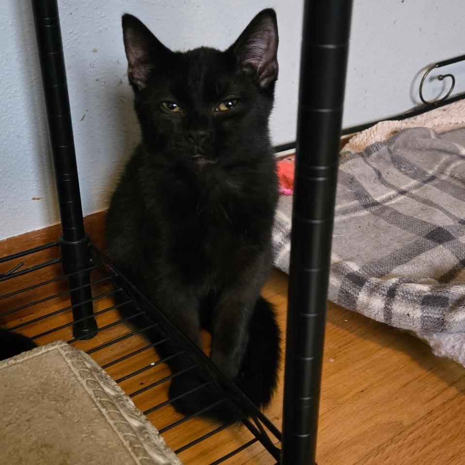 Enlarge Cole, a Adoptable American Shorthair in Lima, OH image 1/1