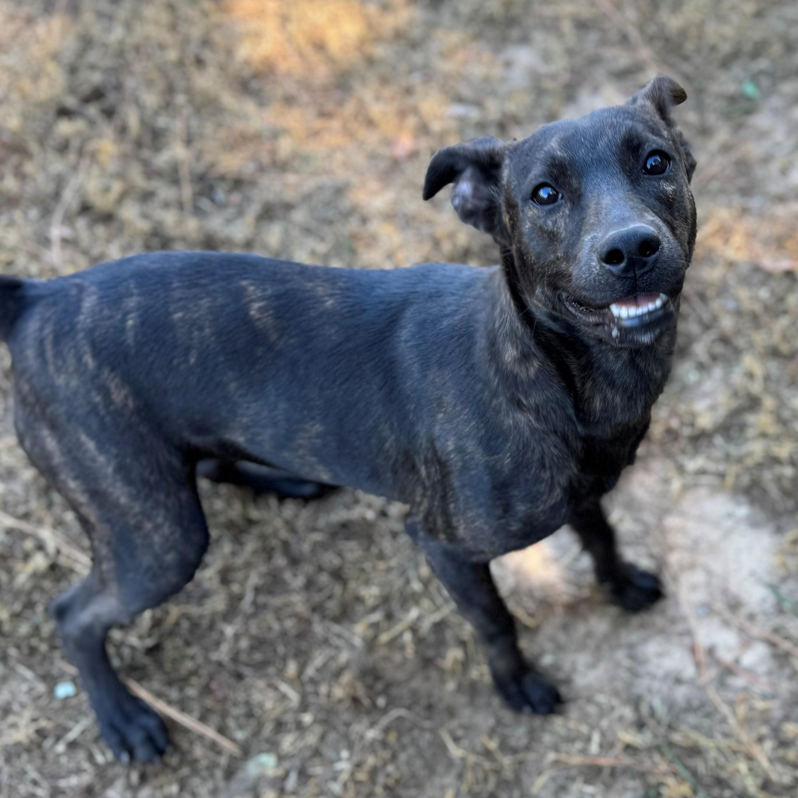 Enlarge Wonton, a ADOPTABLE Mixed Breed in Summerdale, AL image 1/1