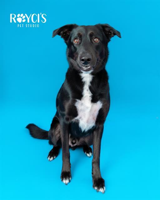 GRAYSON, Adoptable, Adult Male Border Collie & German Shepherd Dog.