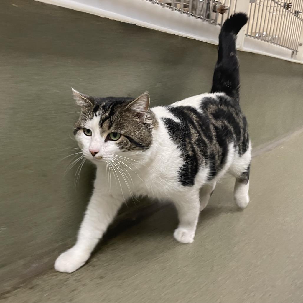 Muffin Man, Adoptable, Adult Male Domestic Short Hair.