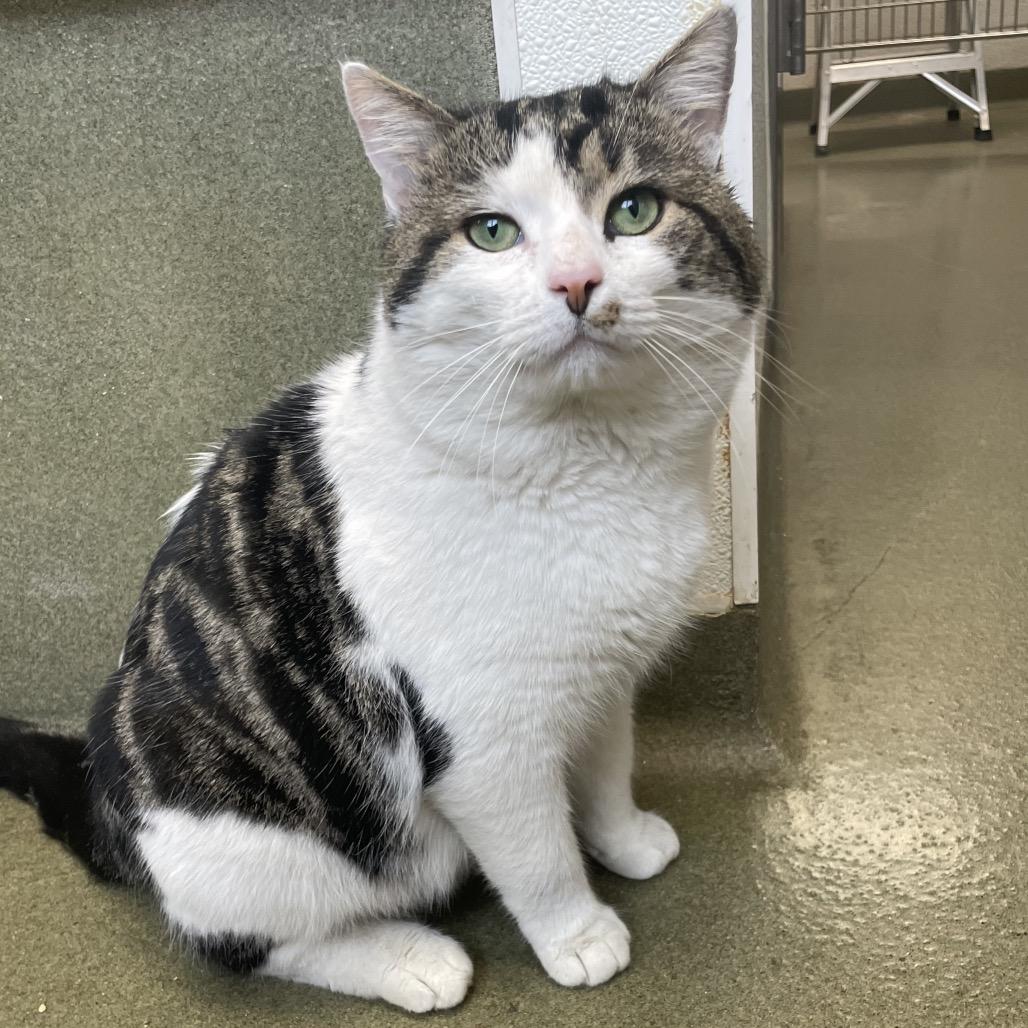 Enlarge Muffin Man, a Adoptable Domestic Short Hair in Harrisonburg, VA image 2/3