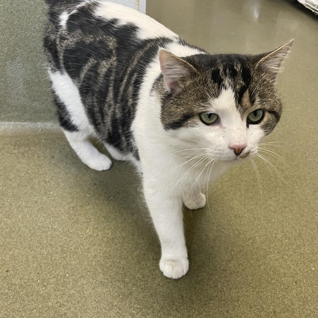 Enlarge Muffin Man, a Adoptable Domestic Short Hair in Harrisonburg, VA image 3/3