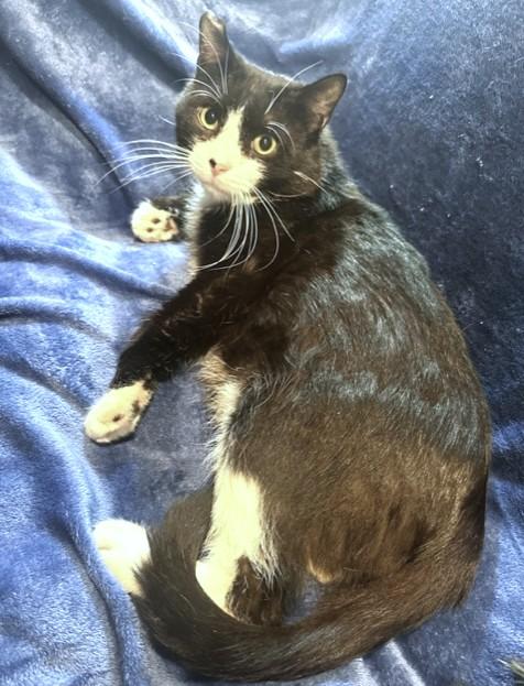Enlarge SILLY SCRUFF - STUNNING SIBERIAN, a Adoptable mixed breed in Danbury, CT image 3/6