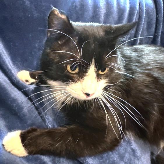 Enlarge SILLY SCRUFF - STUNNING SIBERIAN, a Adoptable mixed breed in Danbury, CT image 1/6