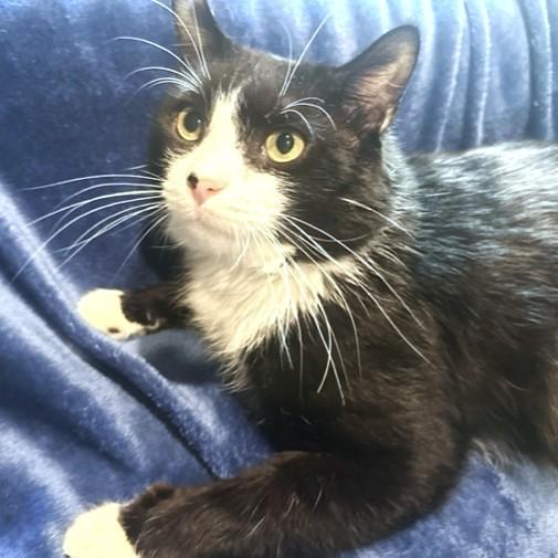 Enlarge SILLY SCRUFF - STUNNING SIBERIAN, a Adoptable mixed breed in Danbury, CT image 6/6