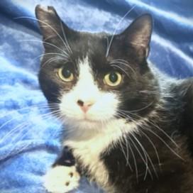 Enlarge SILLY SCRUFF - STUNNING SIBERIAN, a Adoptable mixed breed in Danbury, CT image 2/6