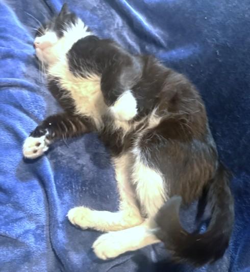 Enlarge SILLY SCRUFF - STUNNING SIBERIAN, a Adoptable mixed breed in Danbury, CT image 5/6