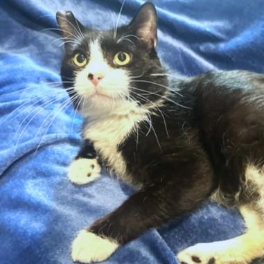 Enlarge SILLY SCRUFF - STUNNING SIBERIAN, a Adoptable mixed breed in Danbury, CT image 4/6