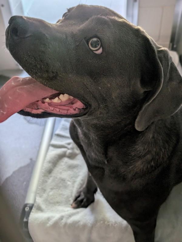 Enlarge Bonnie Tyler, a Adoptable mixed breed in El Cajon, CA image 1/2