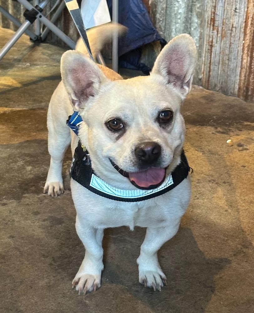 Frenchua, Adoptable, Adult Male French Bulldog & Chihuahua.