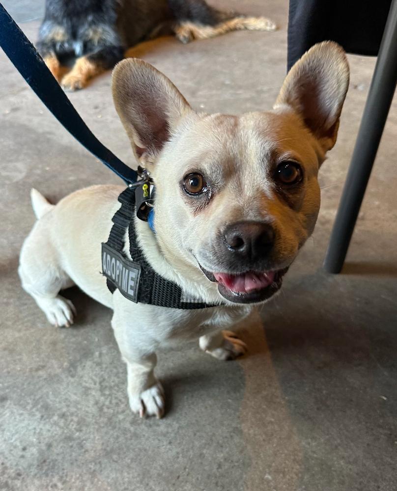 Enlarge Frenchua, a Adoptable mixed breed in Jamul, CA image 2/5