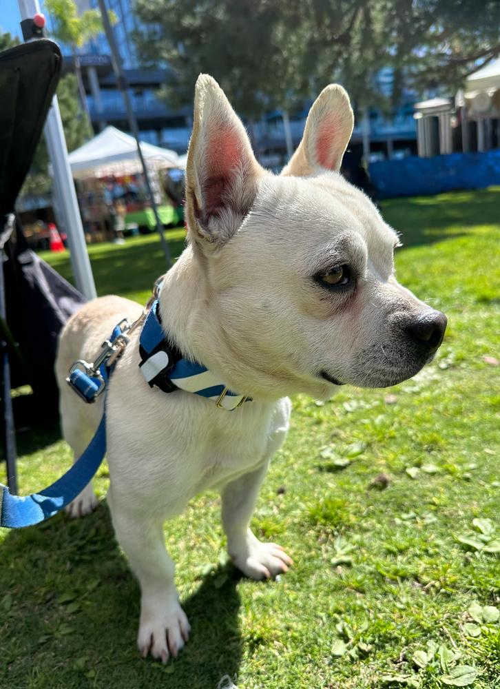 Enlarge Frenchua, a Adoptable mixed breed in Jamul, CA image 3/5