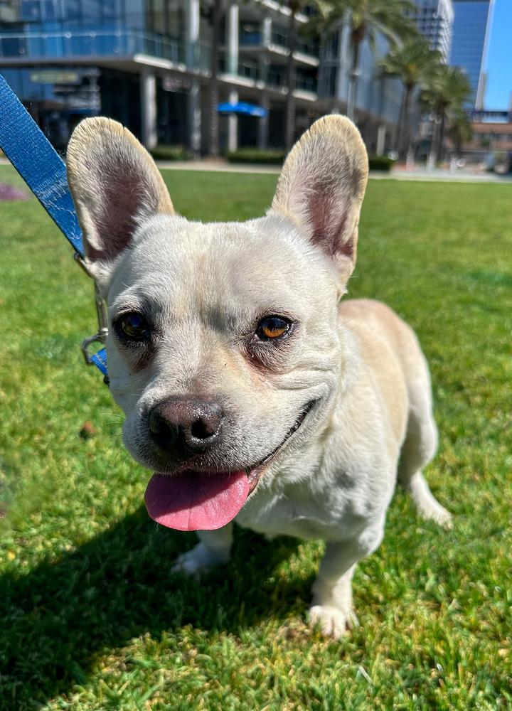 Frenchua, Adoptable, Adult Male French Bulldog & Chihuahua.