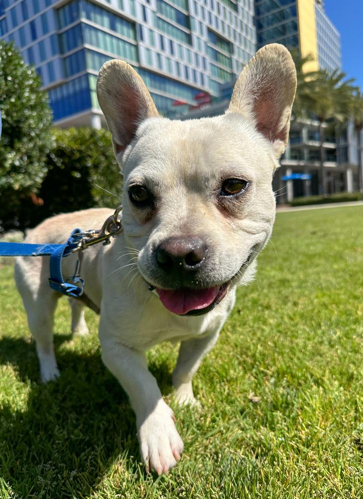 Frenchua, Adoptable, Adult Male French Bulldog & Chihuahua.