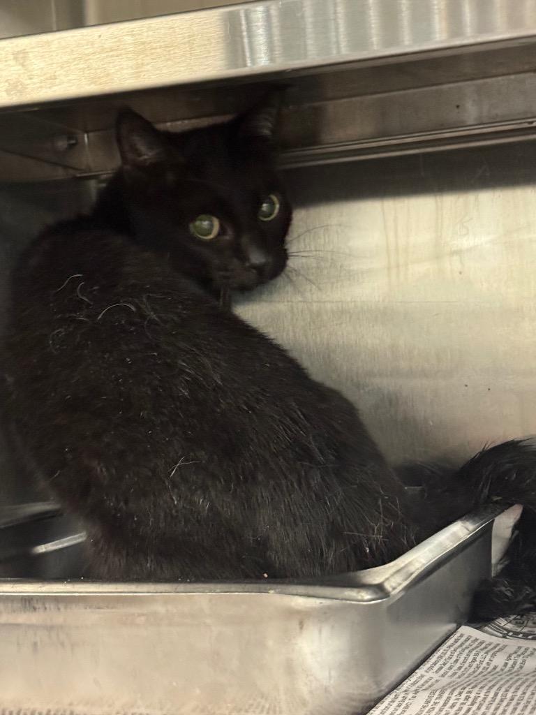 Wicka, Adoptable, Adult Female Domestic Short Hair.