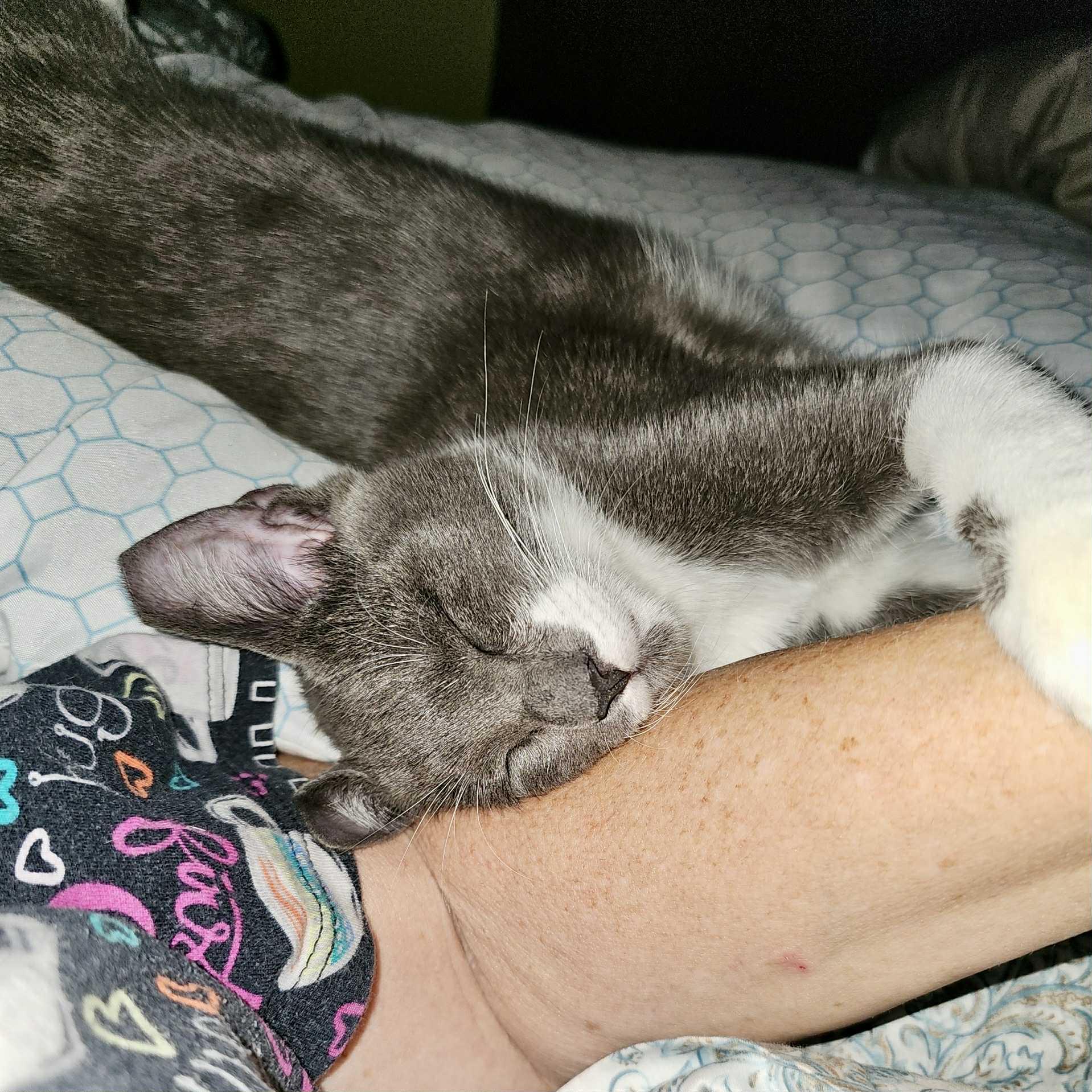 Sriracha thumbnail 4