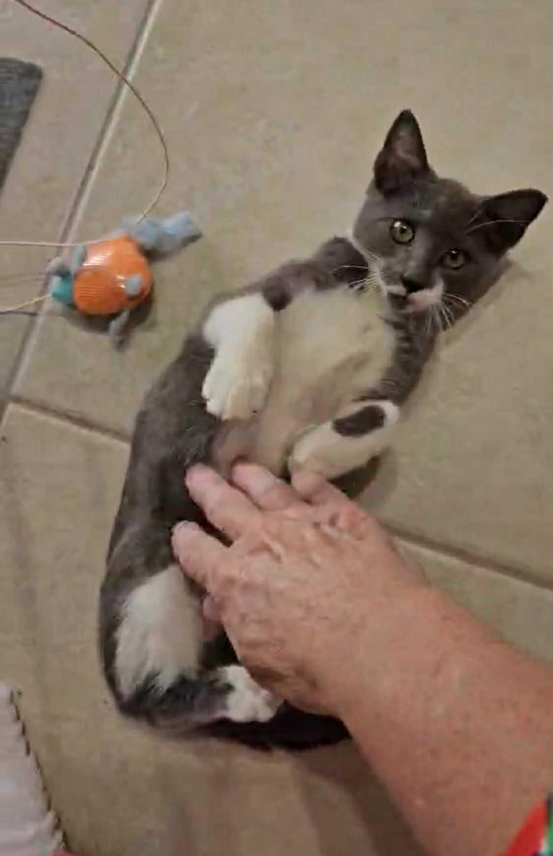 Sriracha thumbnail 5